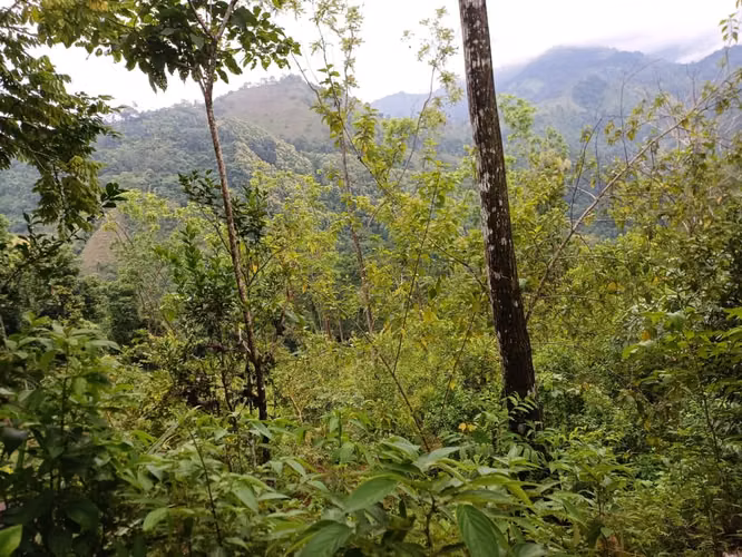 VENDO AMPLIO LOTE EN ACOSTE-PARRITA DE SAN  JOSÉ.