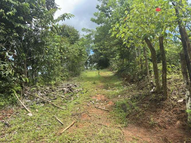 VENDO LOTE EN ACOSTA-SAN JOSÉ. OPORTUNIDAD ÚNICA                             - Imagen 2