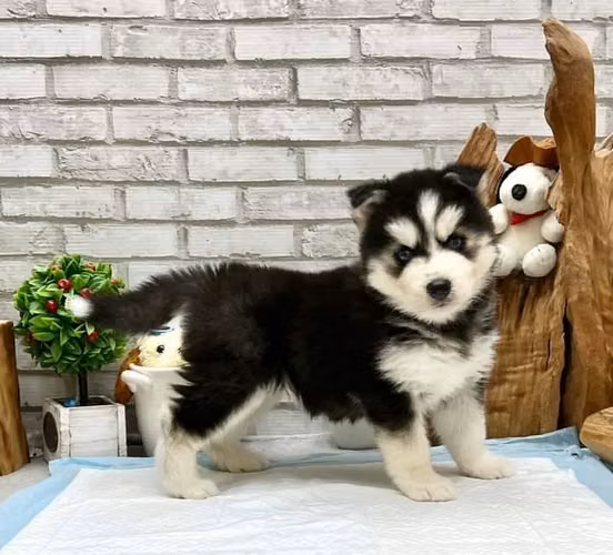 Husky siberiano - Imagen 3
