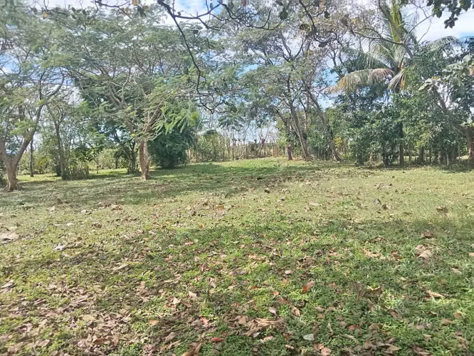 Terreno de 1 hectárea con árboles frutales - Imagen 8