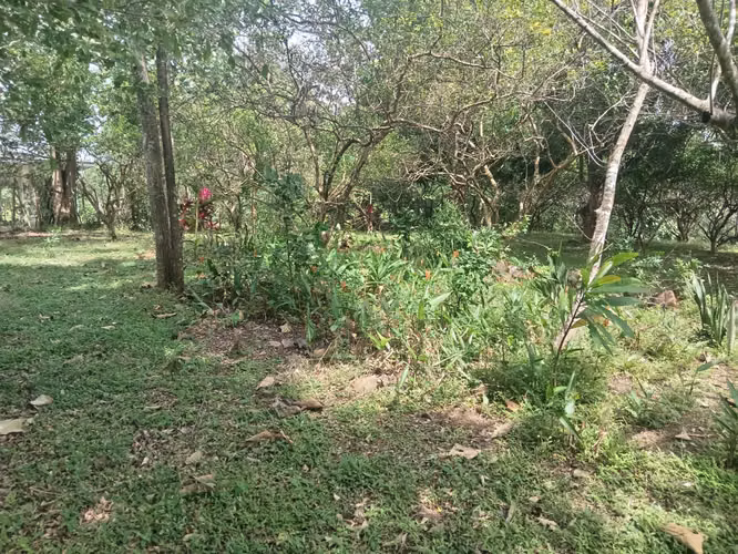 Terreno de 1 hectárea con árboles frutales - Imagen 5