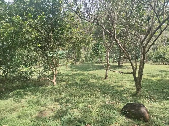 Terreno de 1 hectárea con árboles frutales - Imagen 10