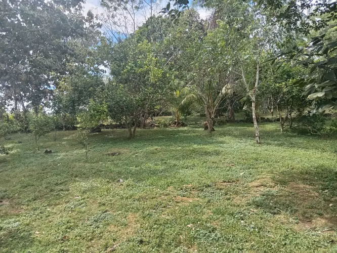 Terreno de 1 hectárea con árboles frutales - Imagen 13