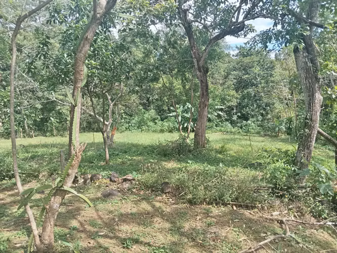 Terreno de 1 hectárea con árboles frutales - Imagen 3