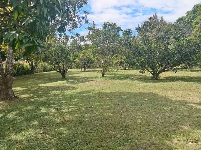 Terreno de 1 hectárea con árboles frutales - Imagen 7