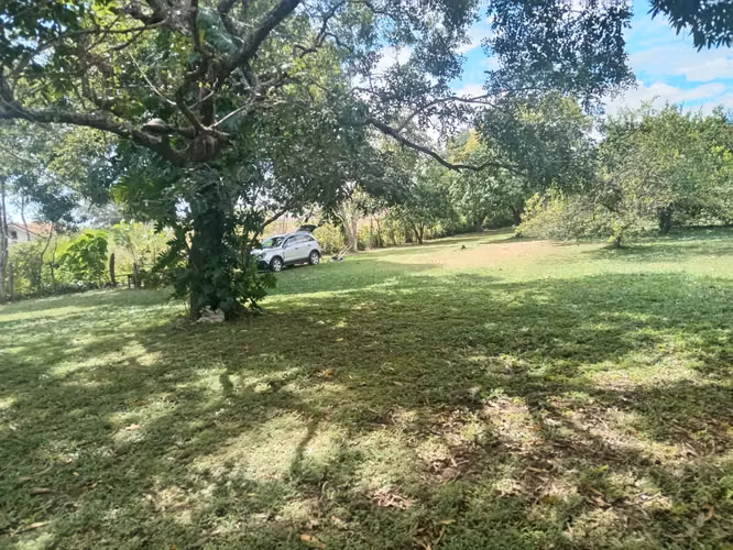 Terreno de 1 hectárea con árboles frutales - Imagen 4
