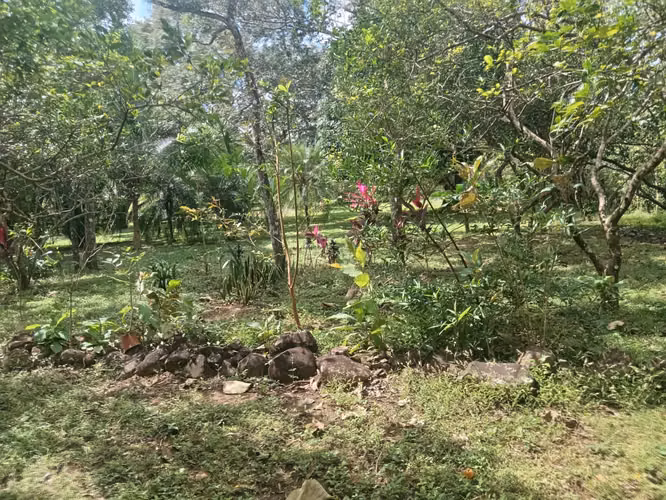 Terreno de 1 hectárea con árboles frutales - Imagen 12