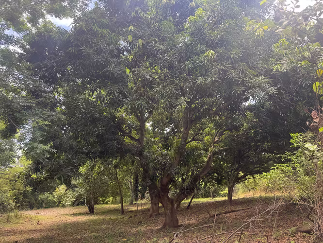 Finca en Venta con Río | Limonal, Guanacaste | 2.14 ha - Imagen 7