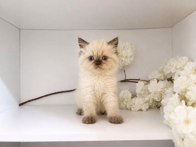Himalayas Seal Point /Ragdoll bicolor - Imagen 3