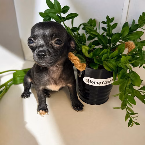 Chihuahua minis en busca de hogar lleno de amor  - Imagen 8