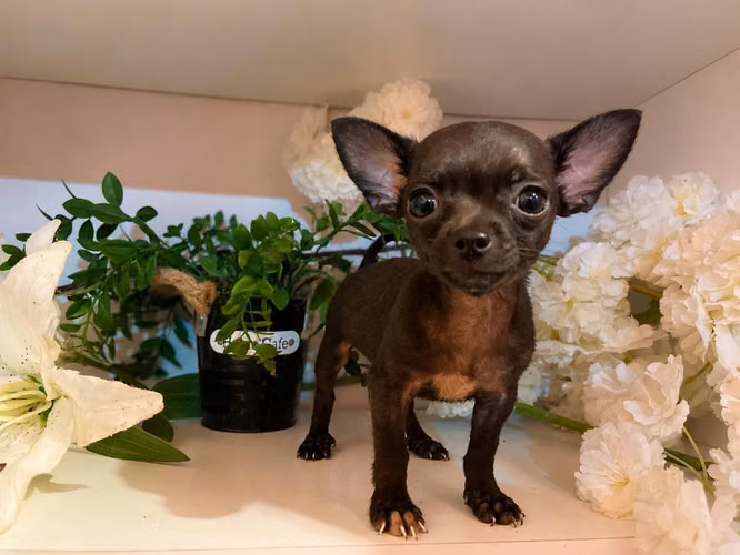 Chihuahua minis en busca de hogar lleno de amor  - Imagen 6