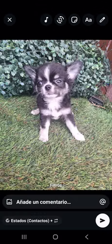 Chihuahua macho pelo largo mini