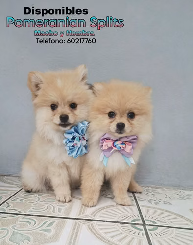 Pomeranian