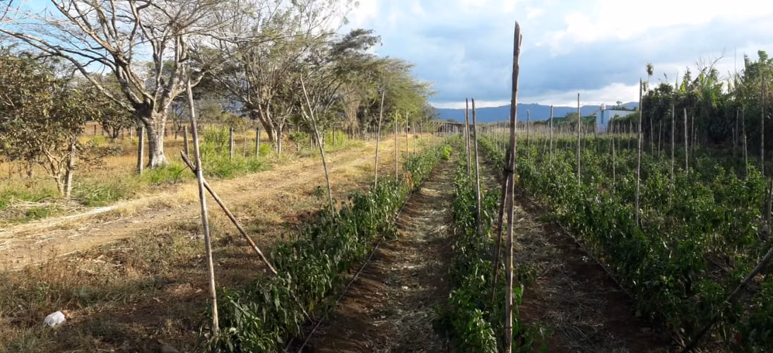 DESARROLLADORES!! VENTA DE TERRENO  INDUSTRIAL Y/O COMERCIAL EN LA GUACIMA