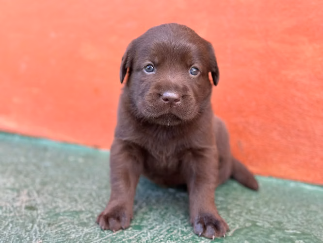 LABRADORES RETRIVER CHOCOLATES 2 MESES 15 AGOSTO PERROSALFAK9.COM - Imagen 4