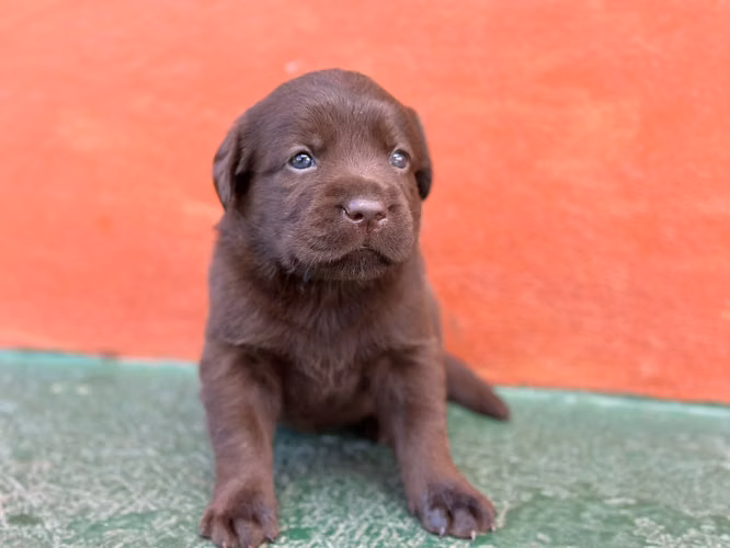 LABRADORES RETRIVER CHOCOLATES 2 MESES 15 AGOSTO PERROSALFAK9.COM - Imagen 6