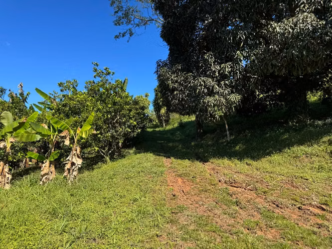 3ha finca en la Peninsula de Nicoya con cultivo de naranjas y café - Imagen 4
