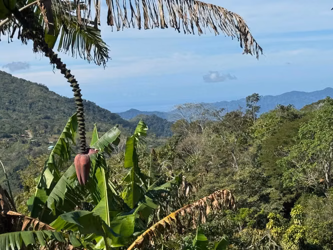 3ha finca en la Peninsula de Nicoya con cultivo de naranjas y café - Imagen 6