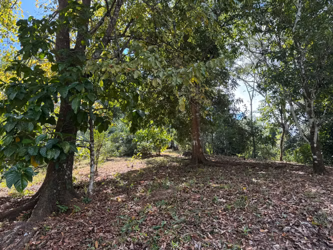 2.4ha con cascada y casita (3306) - Imagen 7