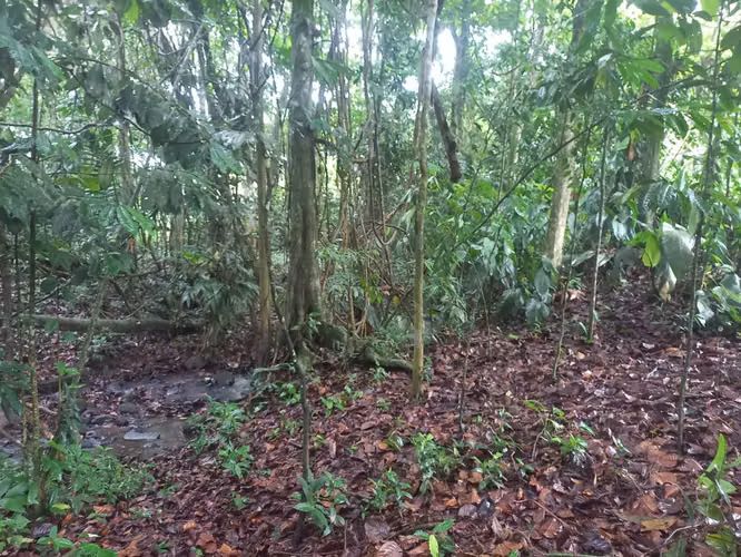SE VENDE PARA BONO O CRÉDITO LOTE EN SANTA ISABEL DE RÍO CUARTO, ALAJUELA - Imagen 2