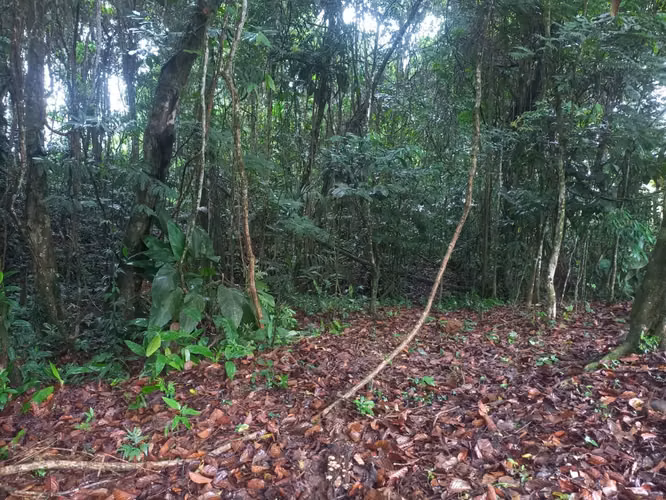 SE VENDE PARA BONO O CRÉDITO LOTE EN SANTA ISABEL DE RÍO CUARTO, ALAJUELA - Imagen 7