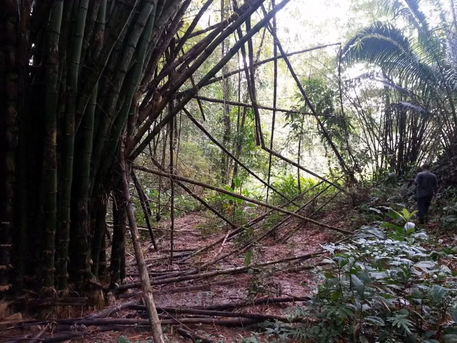 Venta de finca ganadera y con montaña en Limón - Imagen 2