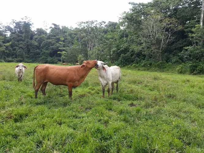 Venta de finca ganadera y con montaña en Limón - Imagen 7