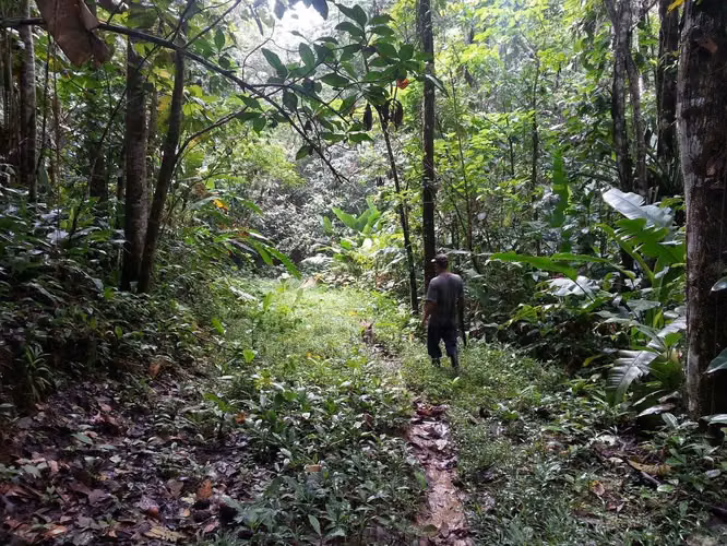 43-Hectare Farm in Limón – Livestock, Forest & Scenic Views