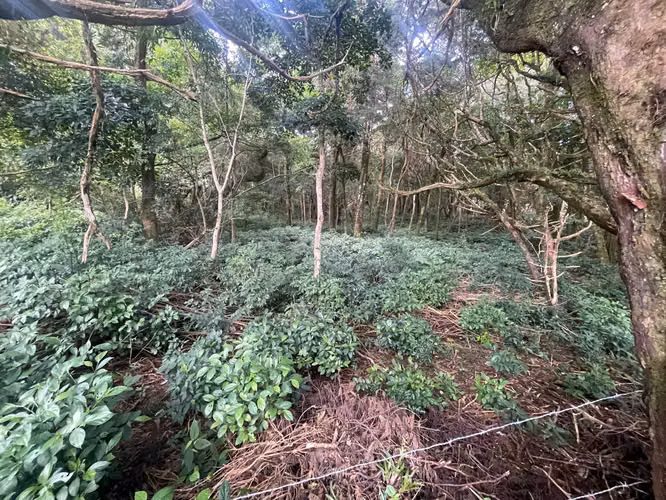 Lote plano en Residencial del Monte Tirol - 3 pajas de agua - Imagen 15