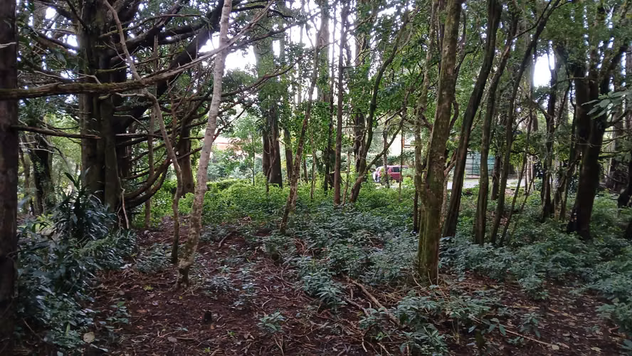 Lote plano en Residencial del Monte Tirol - 3 pajas de agua - Imagen 9