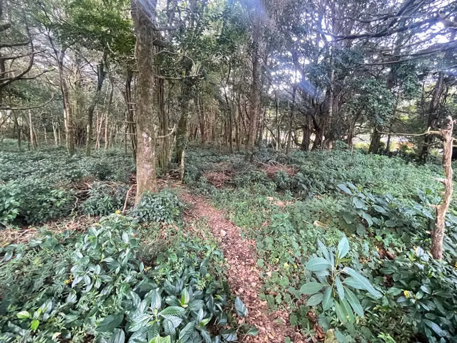 Lote plano en Residencial del Monte Tirol - 3 pajas de agua - Imagen 12