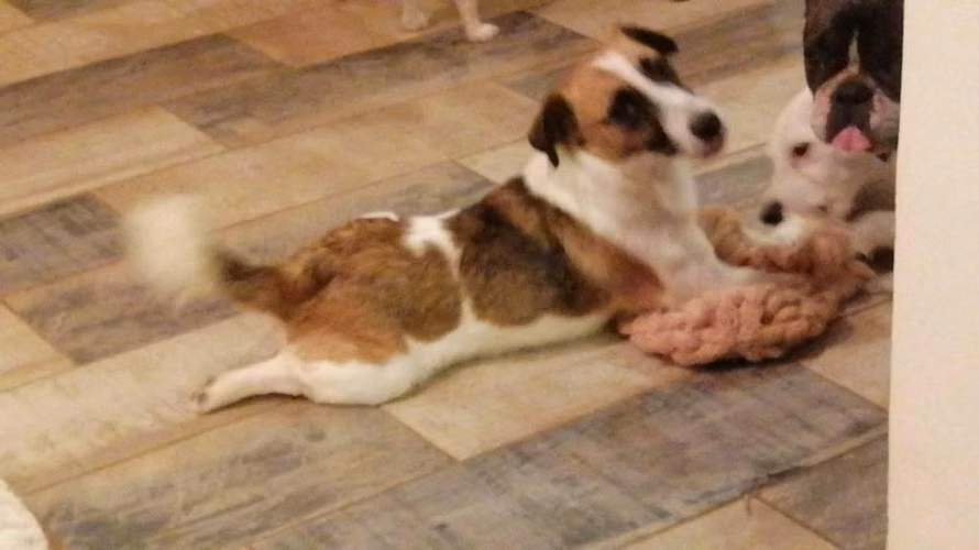 Preciosos Cacharros Jack Russell - Imagen 3