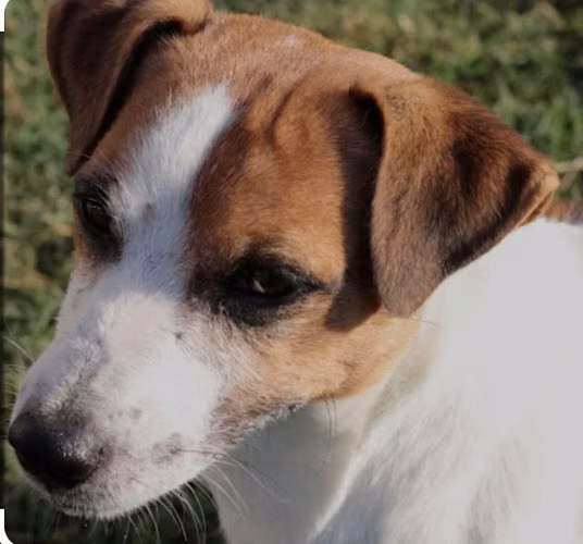 Preciosos Cacharros Jack Russell - Imagen 5