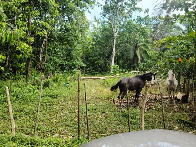 Venta Finca en Puntarenas, Palmar Norte - Imagen 3