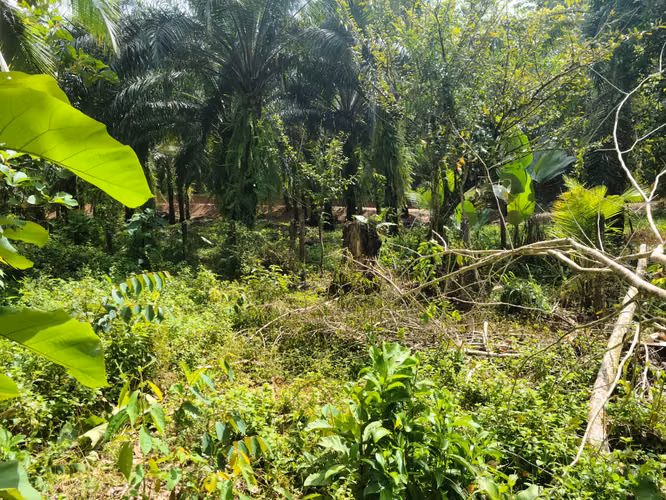 Venta Finca en Puntarenas, Palmar Norte - Imagen 5