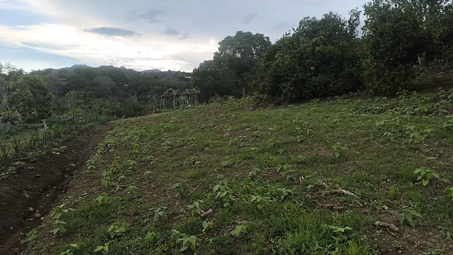 Lot with beautiful view and with sowing in ATENAS