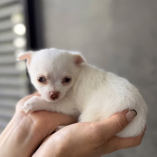 Perro Chihuahua