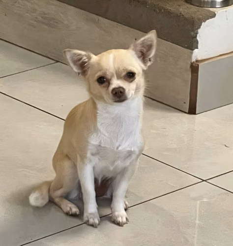 Perro Chihuahua