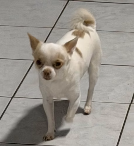 Perro Chihuahua