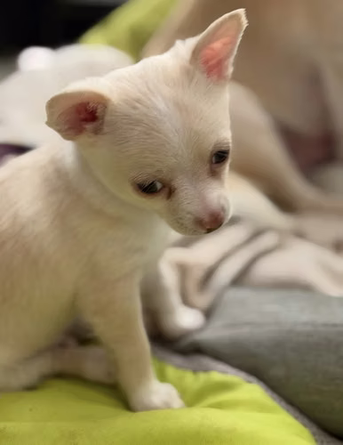 Perro Chihuahua