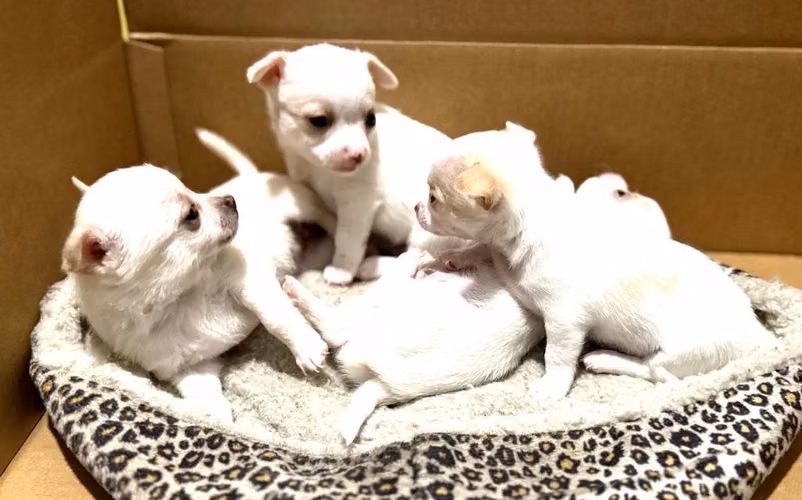 Perro Chihuahua
