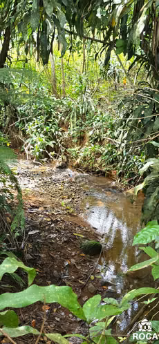 Finca en venta con casa principal y huespedes pastos y bosque 10 minutos de San Isidro - Imagen 15
