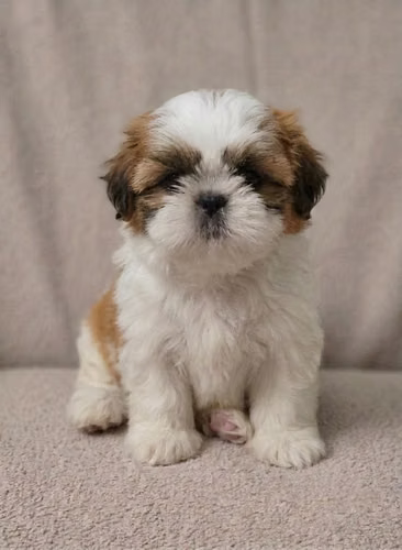 Shih Tzu hembra y Machos - Imagen 7