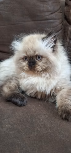Gatos Himalayas