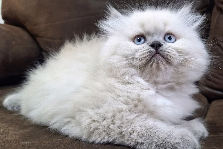 Gatos Himalayas