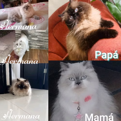 Gatos Himalayas