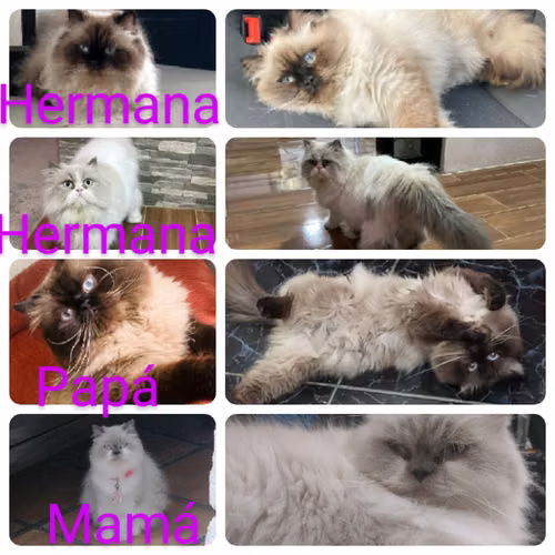 Gatos Himalayas