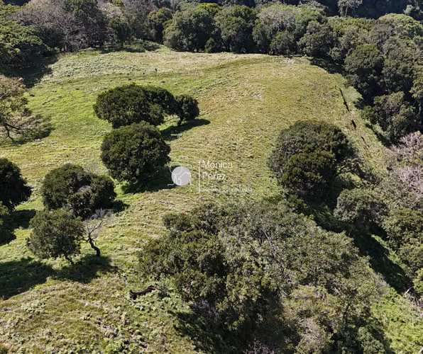 FINCA DE ALTURA EN VENTA 11.3 HC - SARCHÍ - Imagen 4