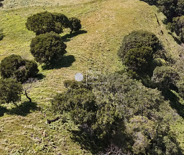 FINCA DE ALTURA EN VENTA 11.3 HC - SARCHÍ - Imagen 8