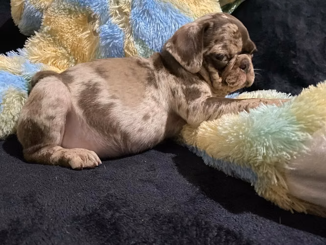 Pug exóticos merle y chocolate